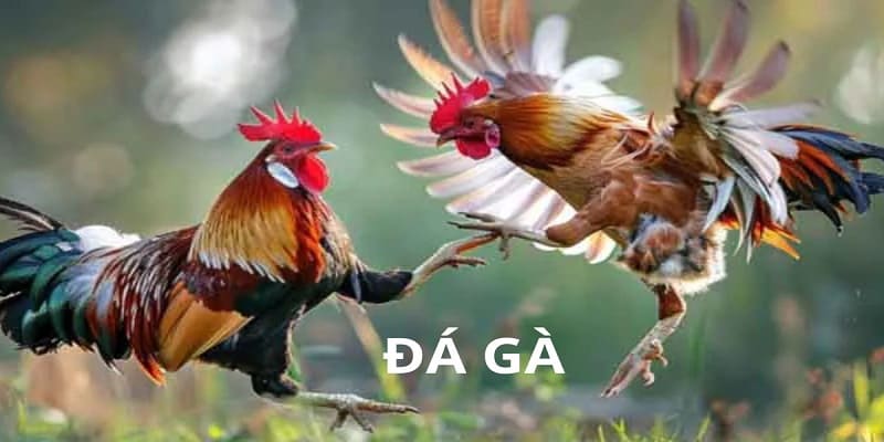 Các hình thức đá gà trực tiếp Thomo C1